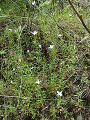 clarkia epilobioides